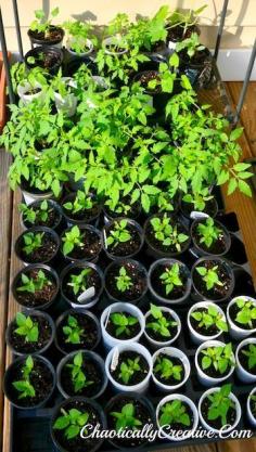 
                    
                        Growing Veggies From Seeds- might be useful information
                    
                
