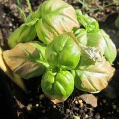 
                    
                        It`s Time to Grow Basil
                    
                