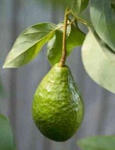 
                    
                        How to Grow Avocados Indoors and Out....!!!!
                    
                