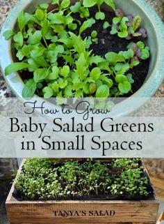 
                    
                        Salad greens are the easiest thing you could try growing and require very little space. Learn how you can grow your own nutritious baby greens and probably end up saving a fortune on your grocery shop too #salad
                    
                