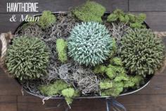 
                    
                        I love to decorate with moss.  See how easy this center piece is to replicate!!
                    
                
