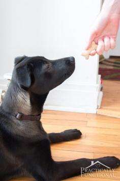 
                    
                        Make your own homemade dog biscuit treats with just a few ingredients you already have in your pantry!
                    
                