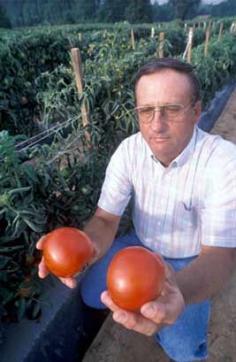 Randy Gardner made great progress with blight resistance for tomatoes