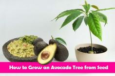 
                    
                        How to Grow an Avocado Tree from Seed | www.iluvdiy.com/...
                    
                