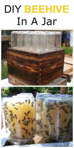 
                    
                        How To Make A Beehive In A Jar DIY
                    
                