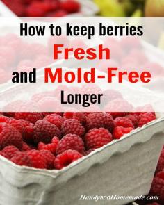
                    
                        How To Keep Berries Fresh And Mold-Free Longer With Vinegar | Handy & Homemade
                    
                