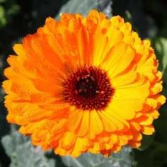 Calendula, Calendula officinalis. Macerated oil. Anti-inflammatory and vulnerary properties. Conditions for which it could be useful: varicose veins, skin rashes, superficial burns, sunburn, insect bites, eczema, broken skin. Great flower for cutting and easy care.