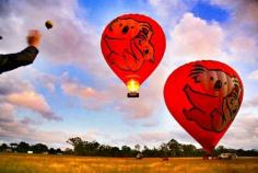 
                    
                        Koala Hot-Air Balloons @ Cairns in Queensland, Australia
                    
                