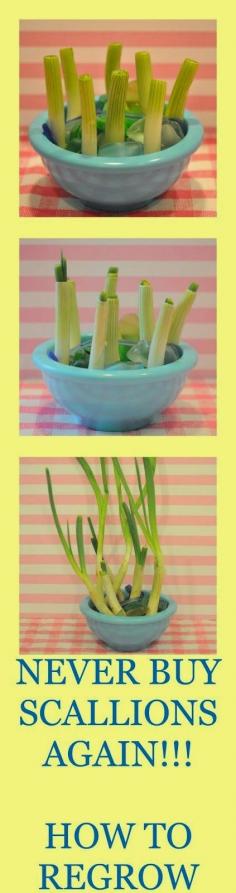 
                    
                        Wonderful stuffs: Garden Tricks And Ideas!
                    
                