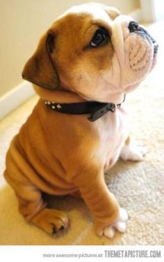 
                    
                        Baby Bulldog, one day I will have one and I will name him Rocco
                    
                