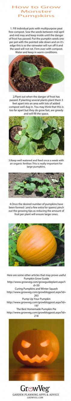 How to grow Monster Pumpkins.