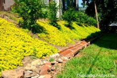 
                    
                        Landscaping a bank or slope
                    
                