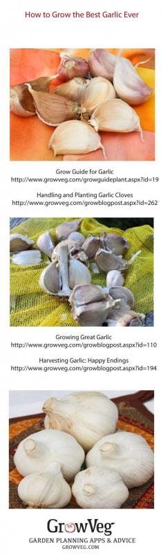 
                    
                        How to grow the best garlic ever from planting to harvesting and curing, these links take you through each stage smoothly.
                    
                
