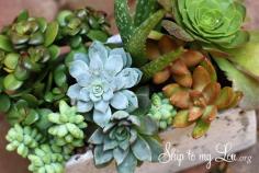 Growing succulents tips -