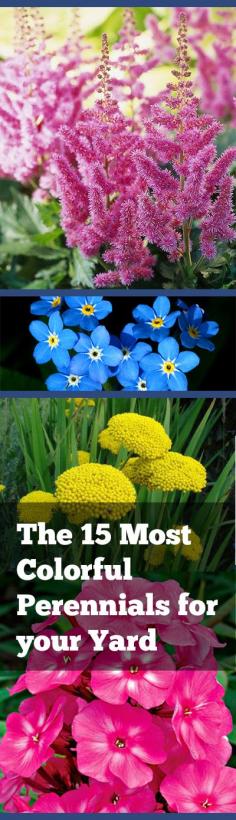
                    
                        The 15 Most Colorful Perennials for Your Yard.  Gorgeous colorful perennial options for adding color to your yard without planting every year.
                    
                