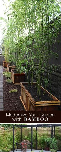 
                    
                        DIY - How To Grow Bamboo & Modernize Your Landscaping!  It's a good idea to keep them isolated in a container so they don't take over your yard.
                    
                
