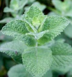 The Best Reasons for Growing Mint, great new read from growveg.com  *I love mint & it's so easy!!  #Mint #Gardening #Herbs