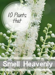 
                    
                        10 Heavenly Smelling Plants for Your Yard- Plants that smell delicious that are perfect for your yard and garden
                    
                