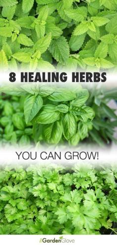 8 Healing Herbs You Can Grow | The Garden Glove