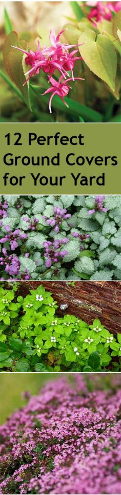 12 Perfect Ground Covers for Your Yard