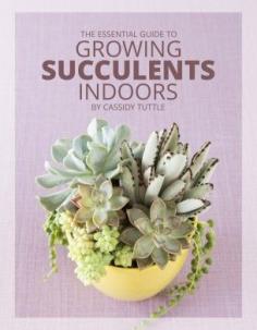 Growing succulents indoors is tricky if you don’t know the proper soil, sunlight and watering requirements - Learn how to make succulents work for you!