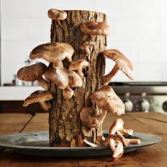 
                    
                        2funguys' Mushroom Logs Feature Shitake and Oyster Varieties #food trendhunter.com
                    
                