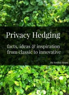 
                    
                        Privacy hedges - facts, ideas & inspiration to create your own oasis. Plant details & resources too - click here: ooh.li/f4a7f4e
                    
                