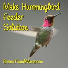 How to Make Hummingbird Feeder Solution - Brown Thumb Mama