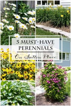 List of 5 Must-Have Perennials that are tried and true performers. Advice and tips for care and maintenance. #spon