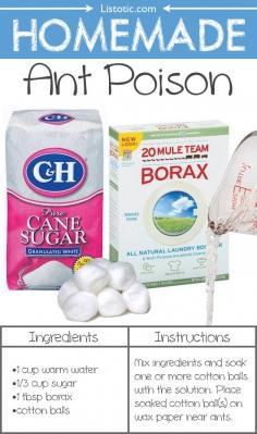 Homemade ant poison...mix sugar, borax and hot water...soak mixture in a cotton ball and place near ant pile.