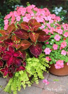 
                    
                        How to plant beautiful container gardens #garden #ideas skiptomylou.org
                    
                
