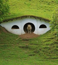 
                    
                        Hobbits dwelling turned sheep's abode in New Zealand
                    
                