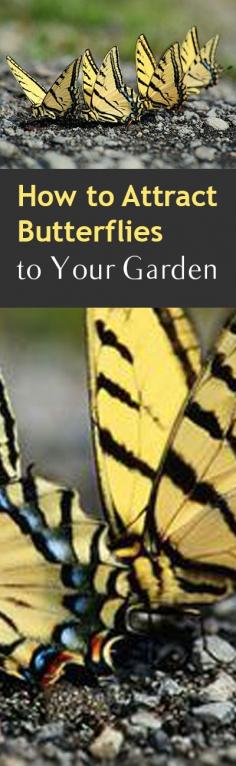 
                    
                        How to Attract Butterflies to Your Garden
                    
                