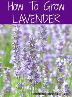 How To Grow Lavender From Seed