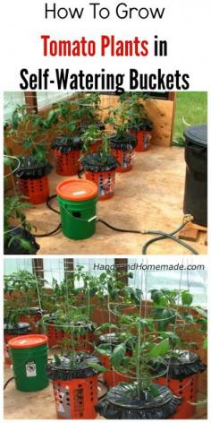 How To Grow Tomato Plants In Buckets, Self-Watering | Handy & Homemade