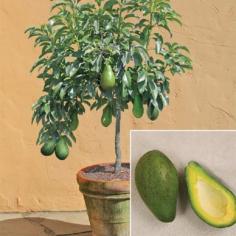 How to grow an avocado plant in a pot.