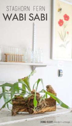 
                    
                        Create a wabi sabi garden on your patio by mounting a staghorn fern onto a beautifully decayed tree stump | {Home-ology} modern vintage
                    
                