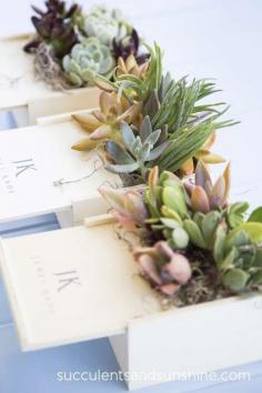 Succulent Plants Centerpieces for a Corporate Event