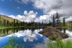 
                    
                        Beaver Dam off the Dempster Highway, Yukon, Canada
                    
                