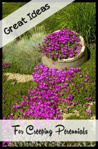 Great Ideas for Creeping Perennials Some other great creeping perennial options are:  Bishop’s Weed      Lamium     Epimedium     Vinca     Soapwart     Showy Evening Primrose     Creeping Phlox     Snow-in-Summer