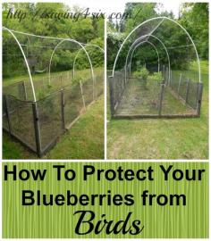 Protecting Blueberries from the Birds | Saving 4 Six