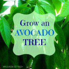 Grow an AVOCADO tree!