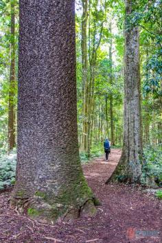 
                    
                        Go hiking in the Bunya Mountains in Queensland, Australia
                    
                