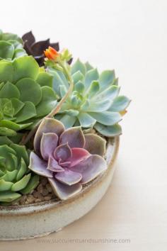 Learn how to re-plant the succulents from your bridal bouquet!