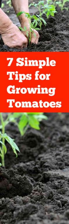 7 Simple Tips for Growing Tomatoes- tips and tricks to help you grow the best tomatoes in your garden. Have used the tip about planting deeply and that has worked very well.