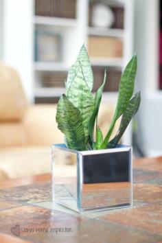 Dollar Store Mirror Planters - Down Home Inspiration