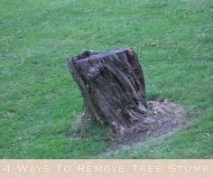 
                    
                        4 Ways To Remove Tree Stump
                    
                