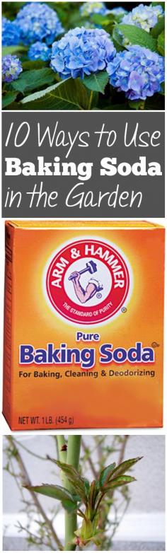 How to Use Baking Soda in the Garden AWESOME