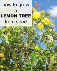 | How To Grow A Lemon Tree |