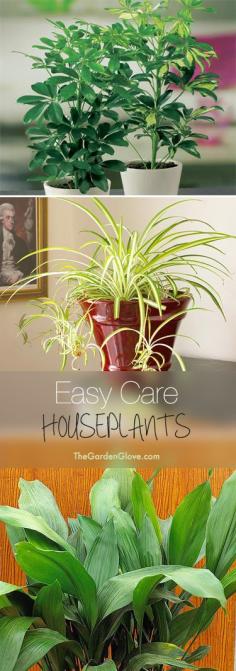 Easy Care Houseplants • Tips & ideas for easy to grow and hard to kill houseplants! Schefflera, spider plant and...